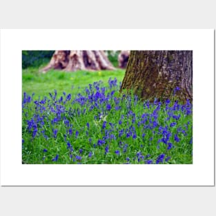 Bluebell Woods Bluebells Basildon Park Reading Berkshire Posters and Art